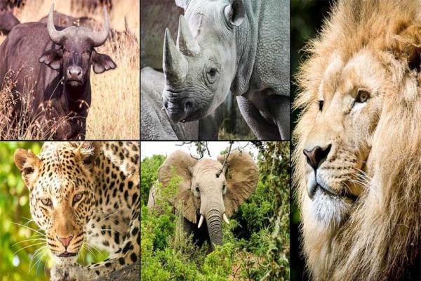 10 حقیقت جالب در مورد 5 حیوان شگفت انگیز آفریقا