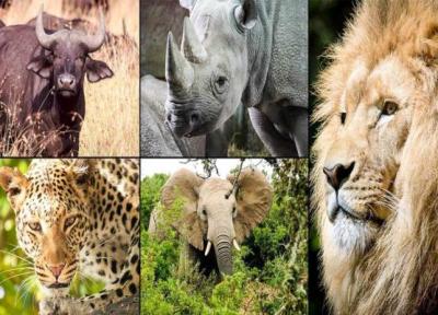 10 حقیقت جالب در مورد 5 حیوان شگفت انگیز آفریقا